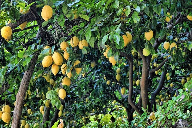 Bahçedeki Limon Ağacı